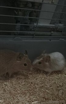 Daruji osmáky degu