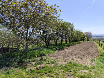 Prodej bývalého vinohradu v Mutěnicích 1828 m2
