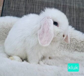 Minilop miminka
