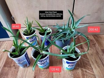 Pravá Aloe vera, různé velikosti