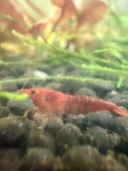 Neocaridina Sakura Red 10+1 zdarma