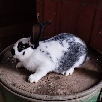 Králíci