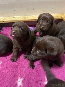 Labradorský retriever - štěňátka s PP