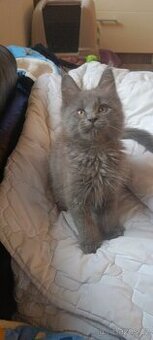 Mainská mývalí kočka s PP k odběru na Vánoce