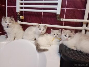 Ragdoll koťátka bez PP