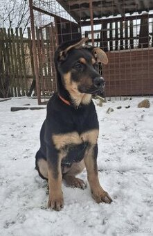 Německý ovčák - štěňátka