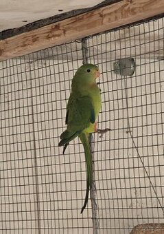 Papoušek nádherný