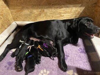 Štěňata Labradorských retrívrů