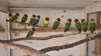 Agapornis škraboškový