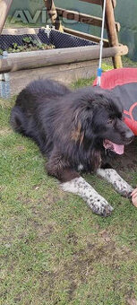 Daruji psa, matka bernardyn otec kavkaz