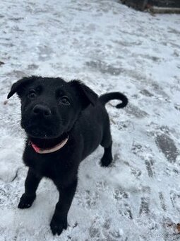 Prodám štěňata - 1