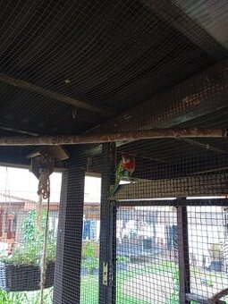 Rosela pestrá - samec