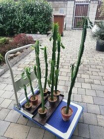 Kovbojský kaktus