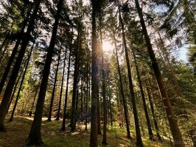 Lesní pozemek 1011m2 kú Tichov, 100% podíl