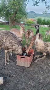 Prodám pštrosa emu hnědého