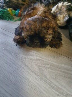 Prodej Shih tzu bez PP