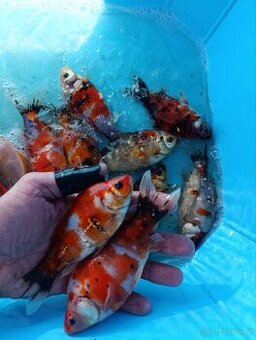 Karas Shubunkin 15 cm