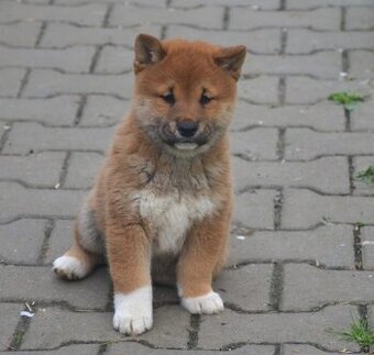 Shiba inu s průkazem původu - chlapečci