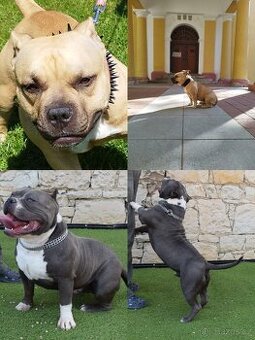 American Bully - Pocket s PP (AKBC)