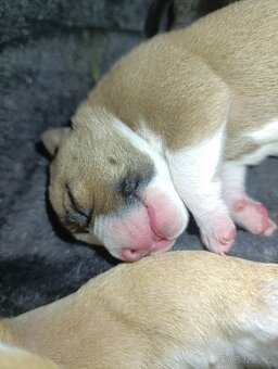 American Bully - Pocket s PP (AKBC)