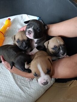 American Bully - Pocket s PP (AKBC)