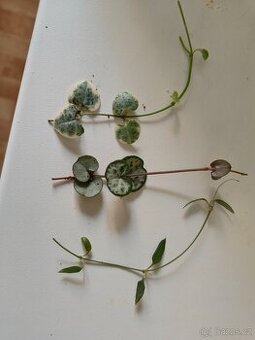 Ceropegia-Svicník 4 druhy- Variegata , String of hearts
