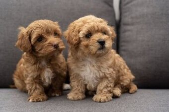 Maltipoo