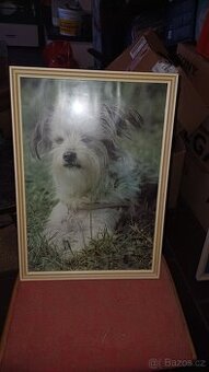 obrazky foto v rámu pejsci a kočičky a modern
