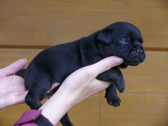 Stafordšírský bulteriér (Staffordshire Bull Terrier)