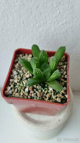 Haworthia sp. (hybrid)