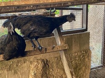 Ayam cemani