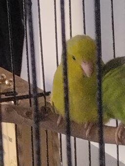 Ptactvo