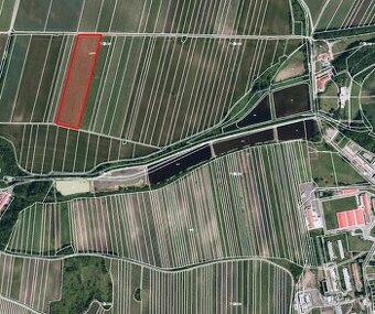 Prodej vinice v k.ú. Sedlec