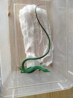 Takydromus dorsalis