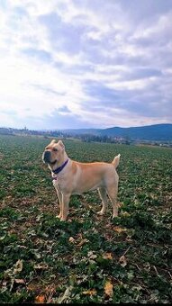 Cane Corso