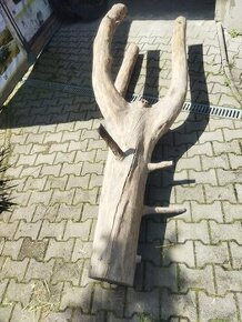 Atypický strom