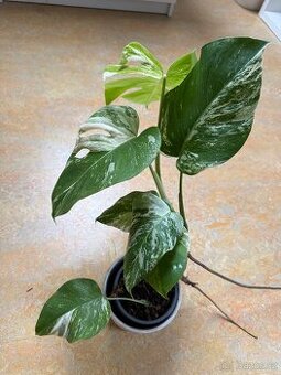 Monstera Albo