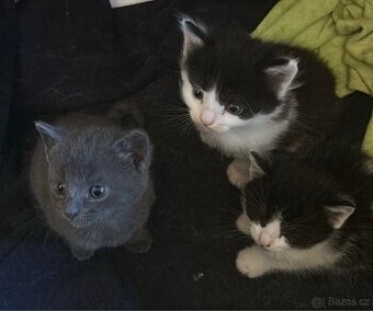 Darujeme koťátka