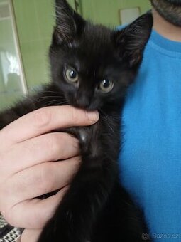 Daruji kotata holčičky POlOBRiTSKA