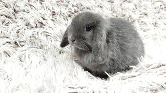 Zakrslý beránek, králíček, králík - KVIDO