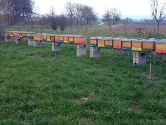 Vyzimované včelí oddělky 39/24