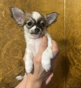 Dlouhosrstá čivava