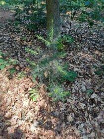 borovice vejmutovka stromky