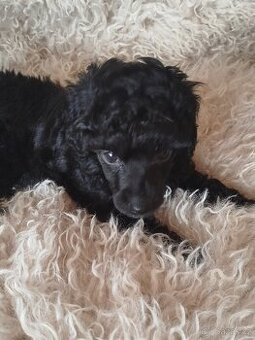 Pudl Pudlik toy trpasličí