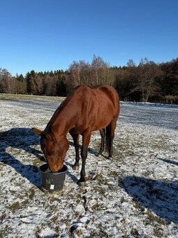 Kobylka AQH na prodej