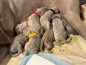 Štěňata výmarského ohaře krátkosrstého s PP