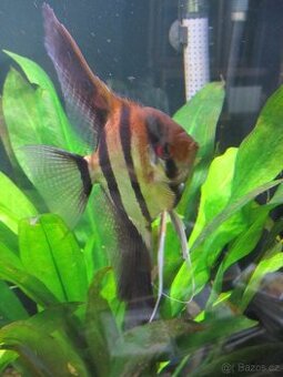 Metronidazol-roztok pro akvarijní ryby-na hlístice,bičíkovce