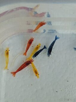 Akvarijní krevetky - 3 barvy - červená, modrá, žlutá