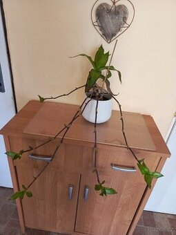 Kalisie vonná bylina dlouhověkosti