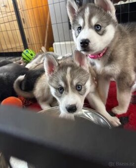 Sibiřsky husky štěňatka k prodeji